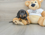 6 week old Dachshund Puppy For Sale - Pilesgrove Pups