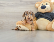 5 week old Dachshund Puppy For Sale - Pilesgrove Pups