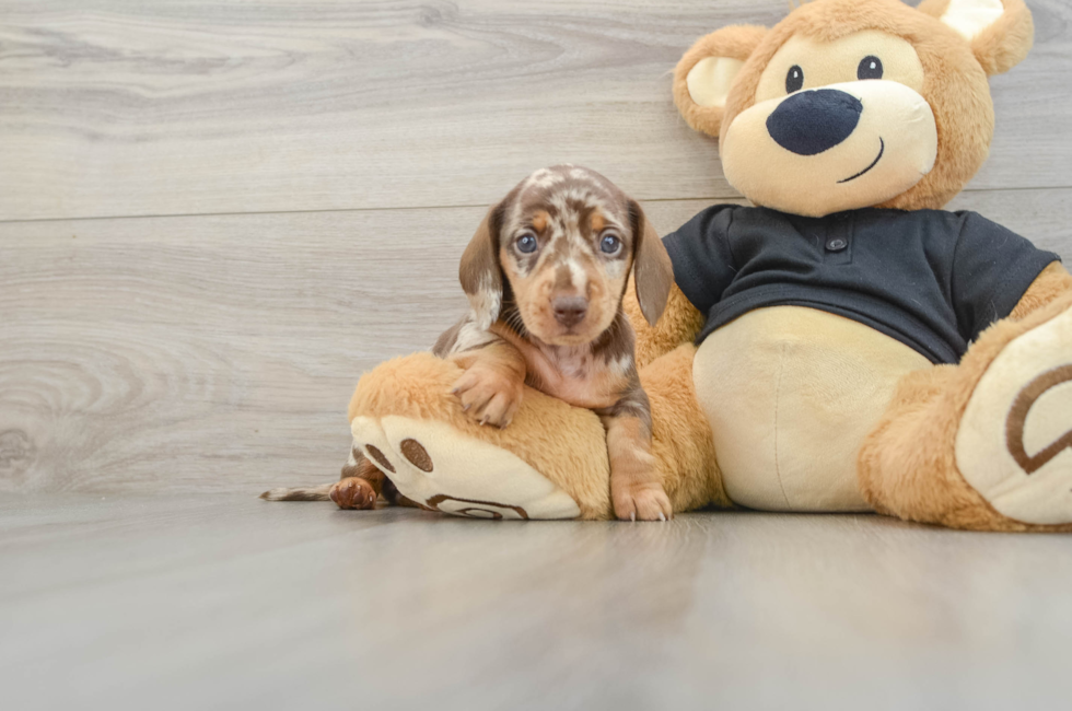 5 week old Dachshund Puppy For Sale - Pilesgrove Pups