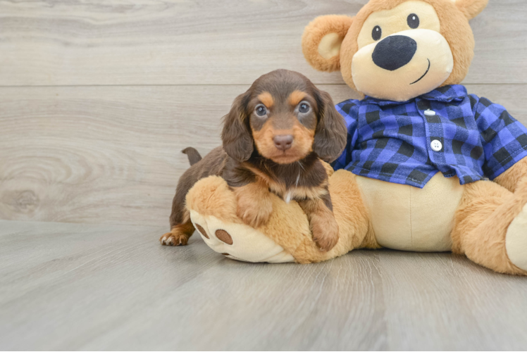 Dachshund Puppy for Adoption