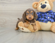 6 week old Dachshund Puppy For Sale - Pilesgrove Pups