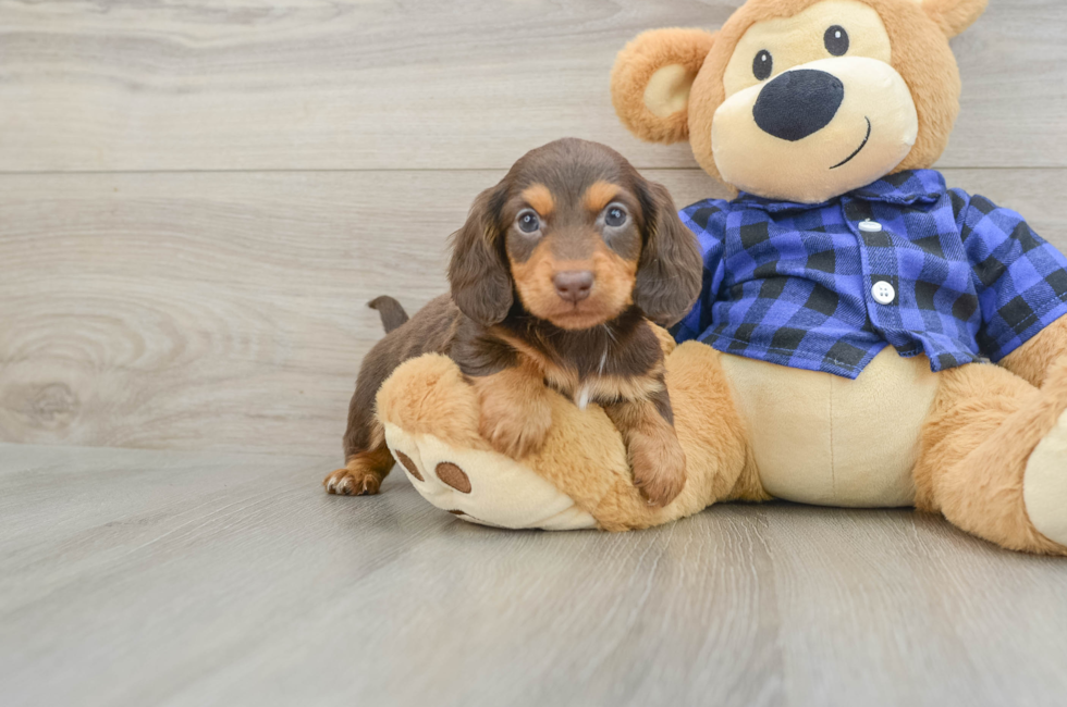6 week old Dachshund Puppy For Sale - Pilesgrove Pups