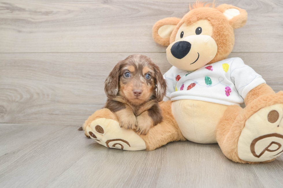 Cute Doxie Purebred Puppy