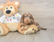 5 week old Dachshund Puppy For Sale - Pilesgrove Pups