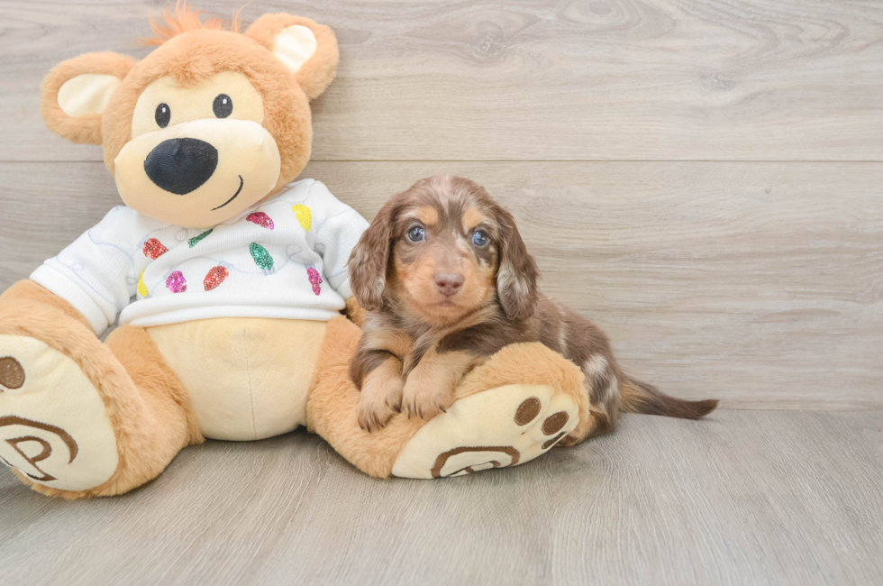 5 week old Dachshund Puppy For Sale - Pilesgrove Pups