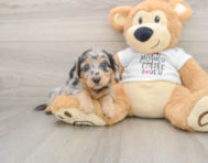 5 week old Dachshund Puppy For Sale - Pilesgrove Pups