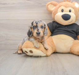 5 week old Dachshund Puppy For Sale - Pilesgrove Pups