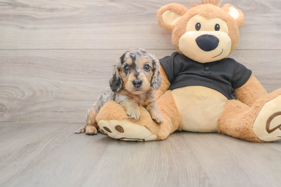Dachshund Puppy for Adoption