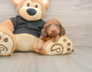 5 week old Dachshund Puppy For Sale - Pilesgrove Pups