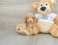 6 week old Dachshund Puppy For Sale - Pilesgrove Pups