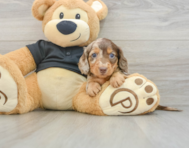 5 week old Dachshund Puppy For Sale - Pilesgrove Pups