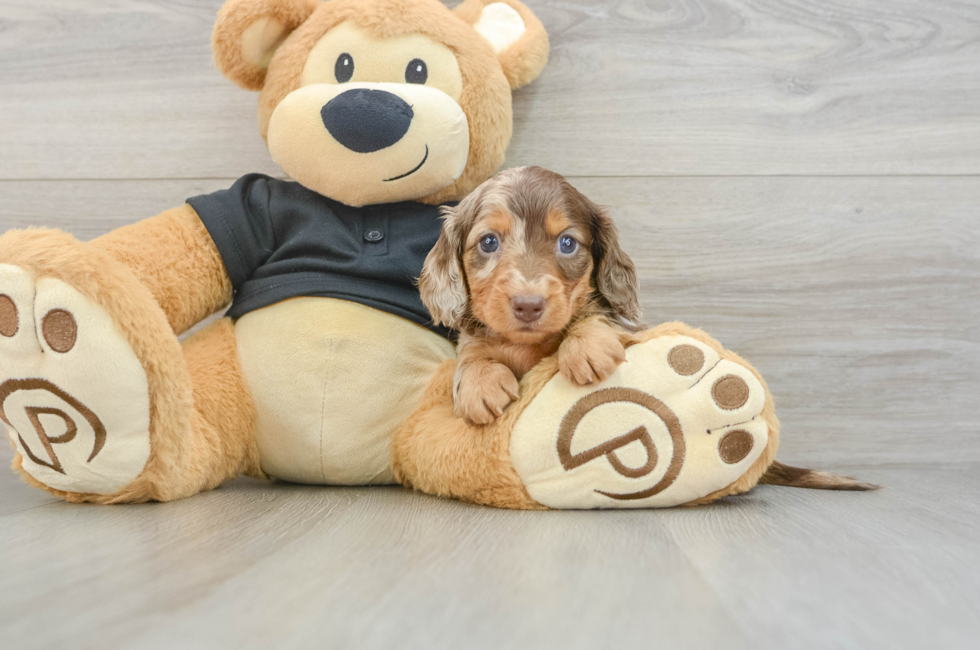 5 week old Dachshund Puppy For Sale - Pilesgrove Pups