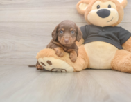 6 week old Dachshund Puppy For Sale - Pilesgrove Pups