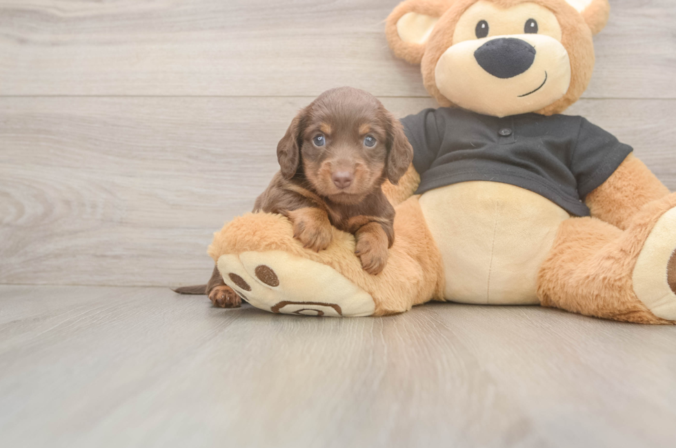 5 week old Dachshund Puppy For Sale - Pilesgrove Pups
