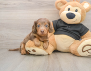 6 week old Dachshund Puppy For Sale - Pilesgrove Pups