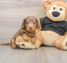 7 week old Dachshund Puppy For Sale - Pilesgrove Pups