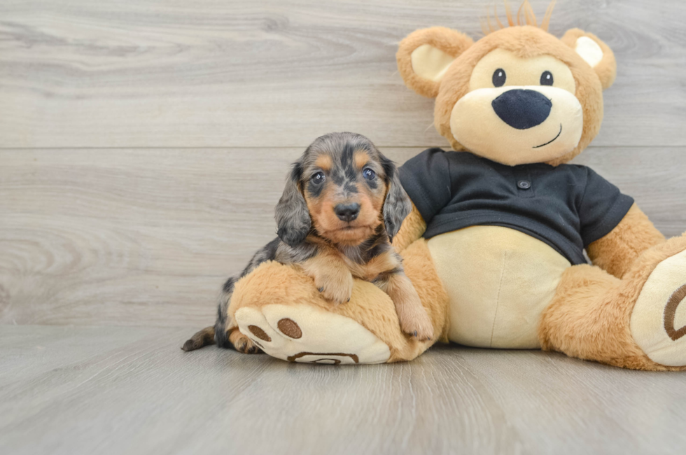 6 week old Dachshund Puppy For Sale - Pilesgrove Pups