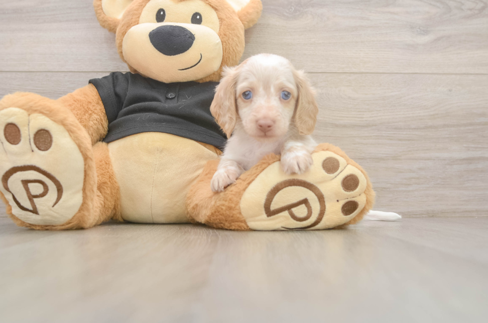 6 week old Dachshund Puppy For Sale - Pilesgrove Pups
