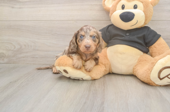 5 week old Dachshund Puppy For Sale - Pilesgrove Pups Dachshund Puppy for Adoption