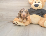 5 week old Dachshund Puppy For Sale - Pilesgrove Pups 5 week old Dachshund Puppy For Sale - Pilesgrove Pups