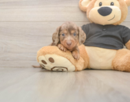 6 week old Dachshund Puppy For Sale - Pilesgrove Pups