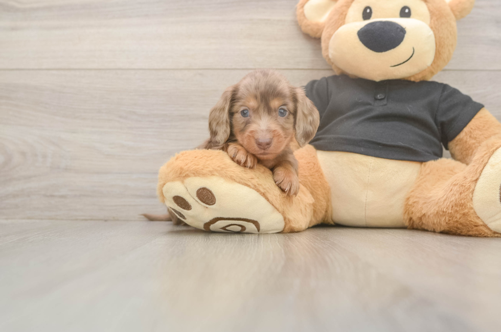 5 week old Dachshund Puppy For Sale - Pilesgrove Pups