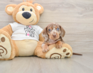 6 week old Dachshund Puppy For Sale - Pilesgrove Pups