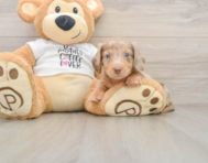 5 week old Dachshund Puppy For Sale - Pilesgrove Pups