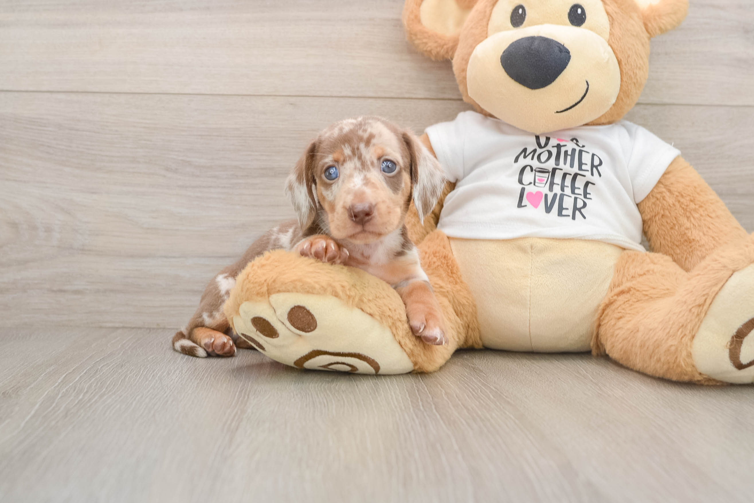 Best Dachshund Baby