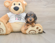 6 week old Dachshund Puppy For Sale - Pilesgrove Pups