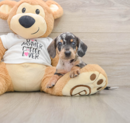 5 week old Dachshund Puppy For Sale - Pilesgrove Pups