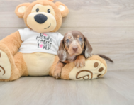 6 week old Dachshund Puppy For Sale - Pilesgrove Pups