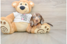 Cute Dachshund Purebred Pup