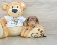 7 week old Dachshund Puppy For Sale - Pilesgrove Pups