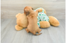 Cute Doxie Purebred Puppy