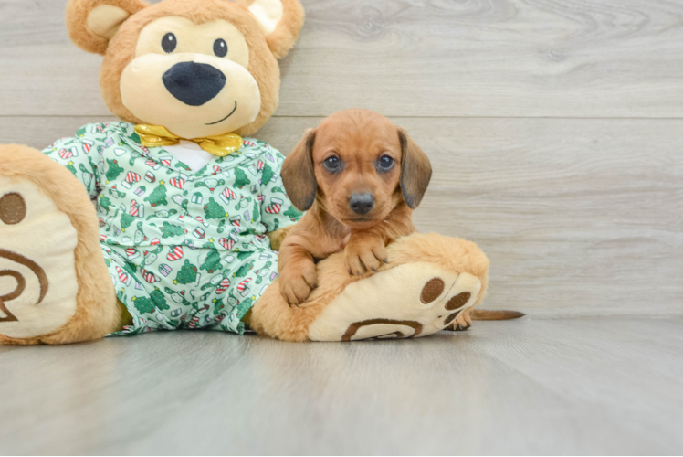 Cute Doxie Purebred Puppy