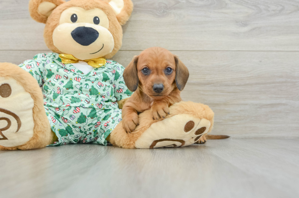 5 week old Dachshund Puppy For Sale - Pilesgrove Pups