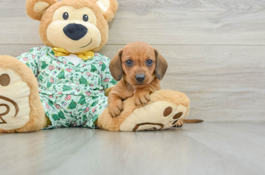 Cute Doxie Purebred Puppy