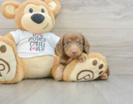 8 week old Dachshund Puppy For Sale - Pilesgrove Pups
