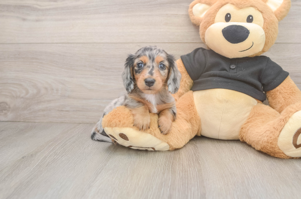 6 week old Dachshund Puppy For Sale - Pilesgrove Pups