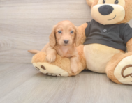 5 week old Dachshund Puppy For Sale - Pilesgrove Pups