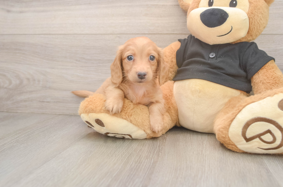 6 week old Dachshund Puppy For Sale - Pilesgrove Pups