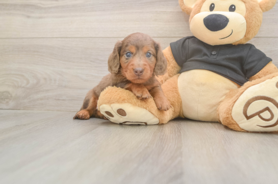 5 week old Dachshund Puppy For Sale - Pilesgrove Pups Cute Doxie Purebred Puppy
