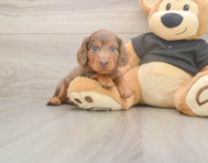 5 week old Dachshund Puppy For Sale - Pilesgrove Pups 5 week old Dachshund Puppy For Sale - Pilesgrove Pups