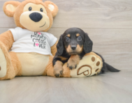 5 week old Dachshund Puppy For Sale - Pilesgrove Pups