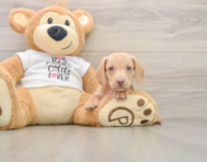 5 week old Dachshund Puppy For Sale - Pilesgrove Pups