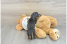 Best Dachshund Baby