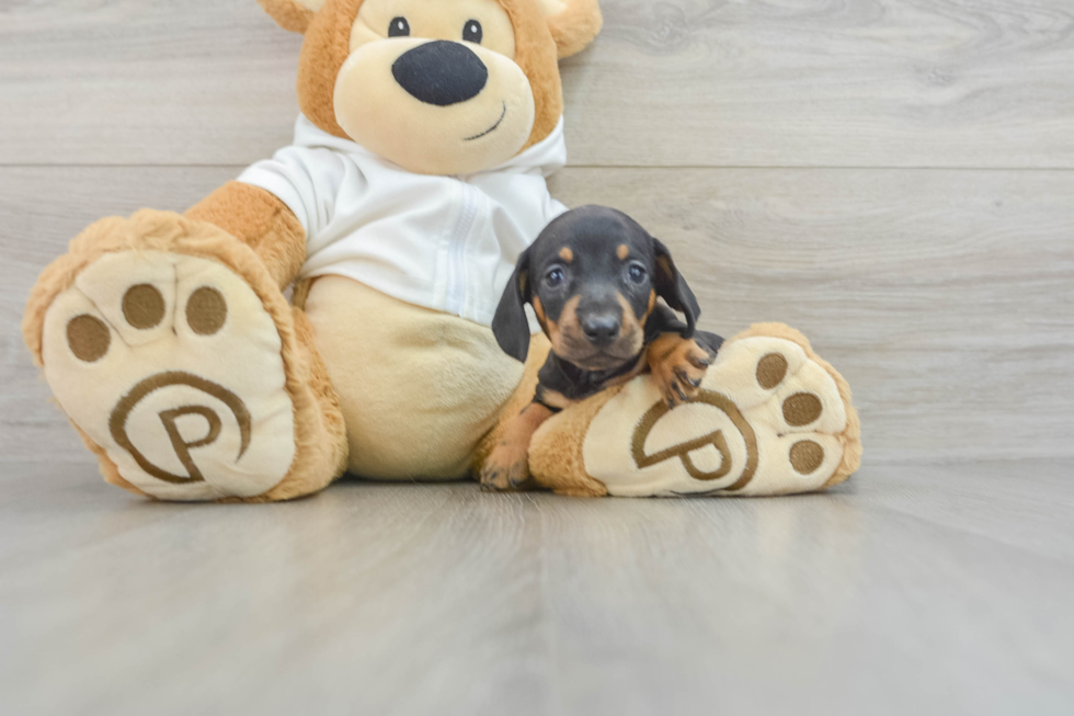 Cute Dachshund Baby