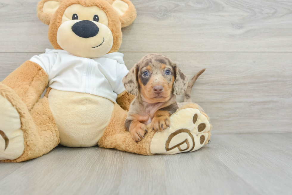 Dachshund Pup Being Cute