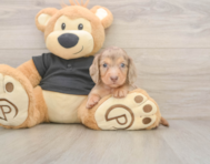 6 week old Dachshund Puppy For Sale - Pilesgrove Pups